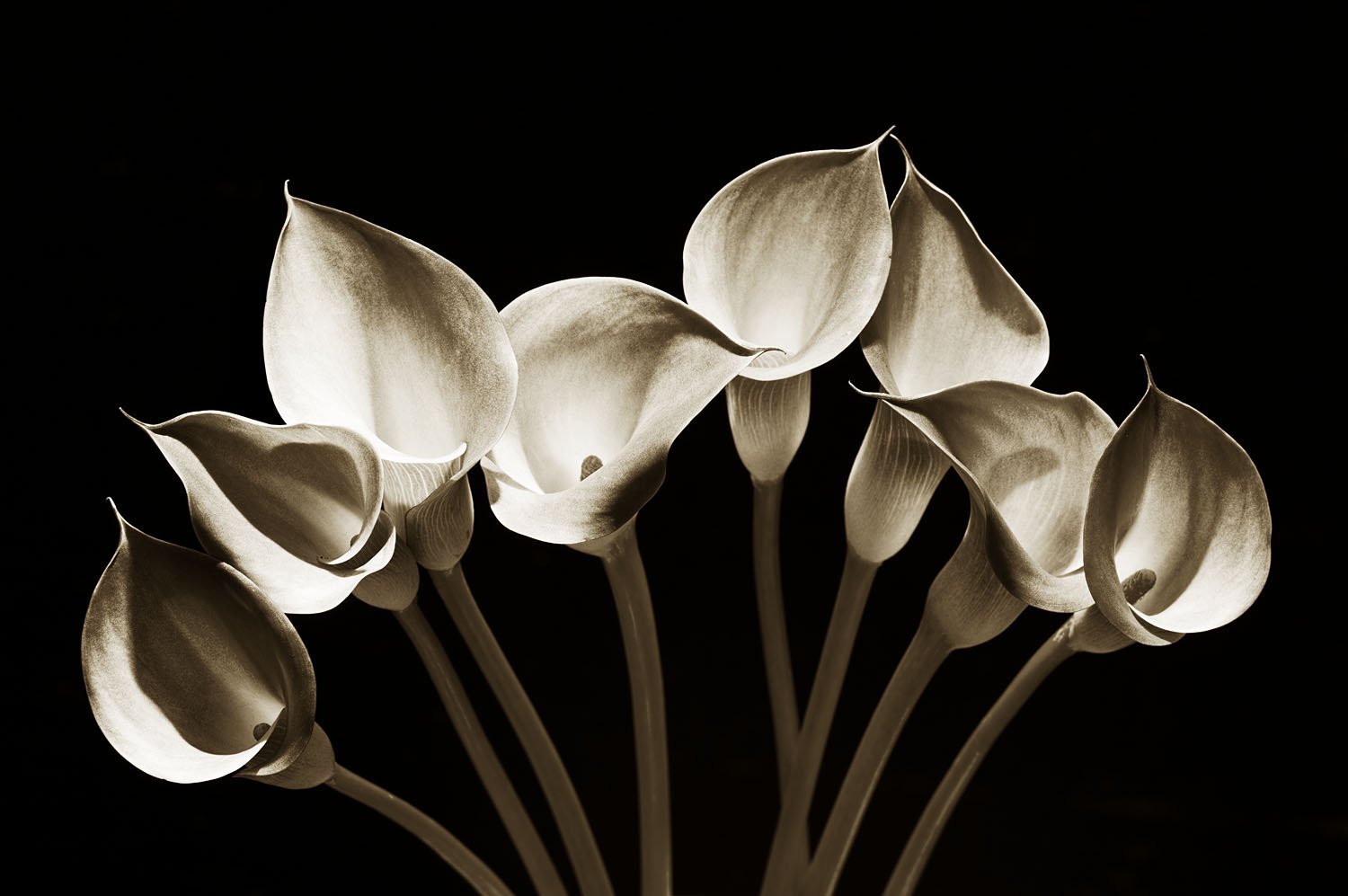 Arum lilies