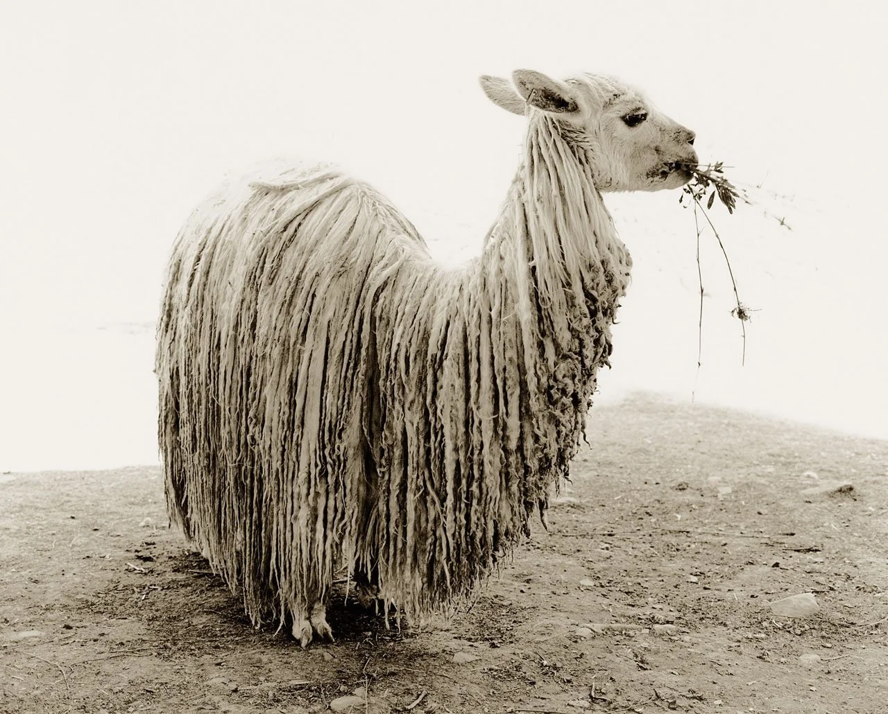 Sheep(ish)