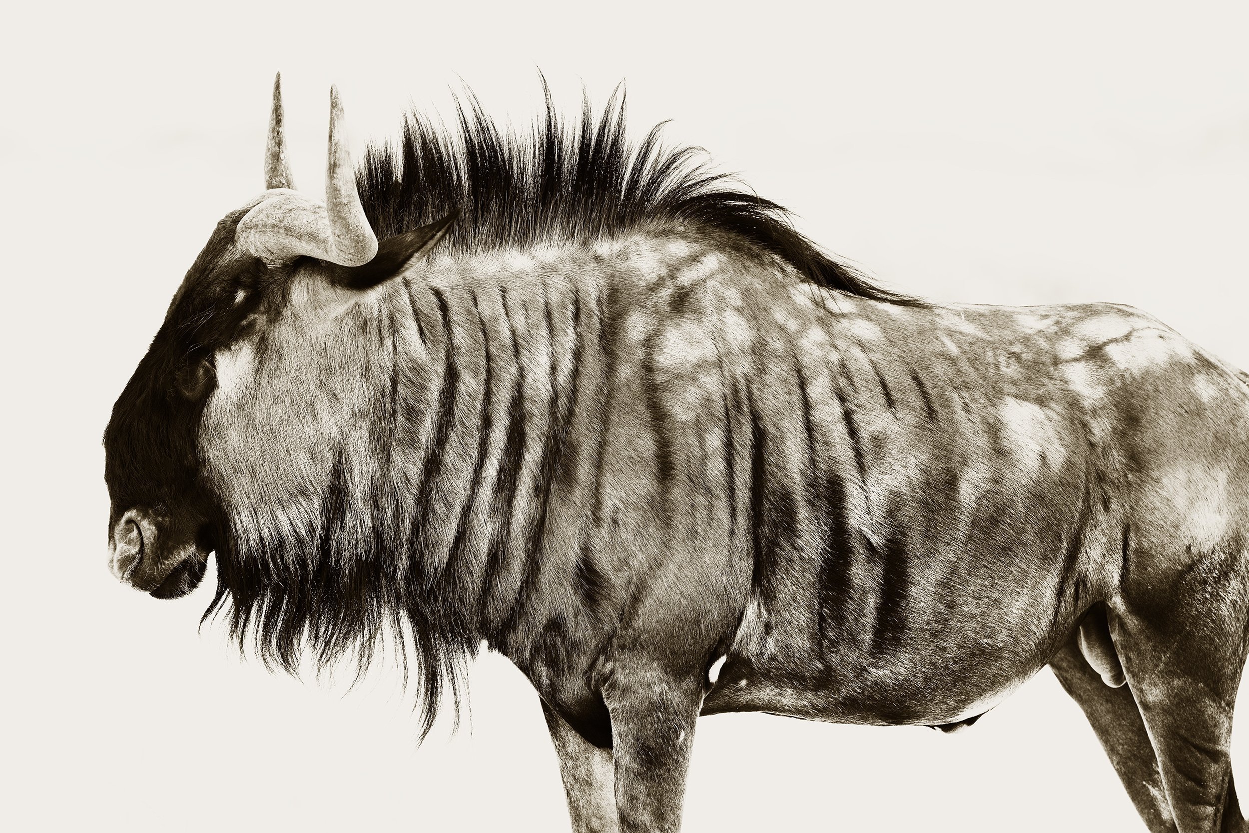 Wildebeest