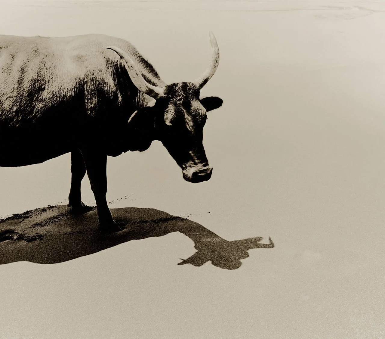 Nguni