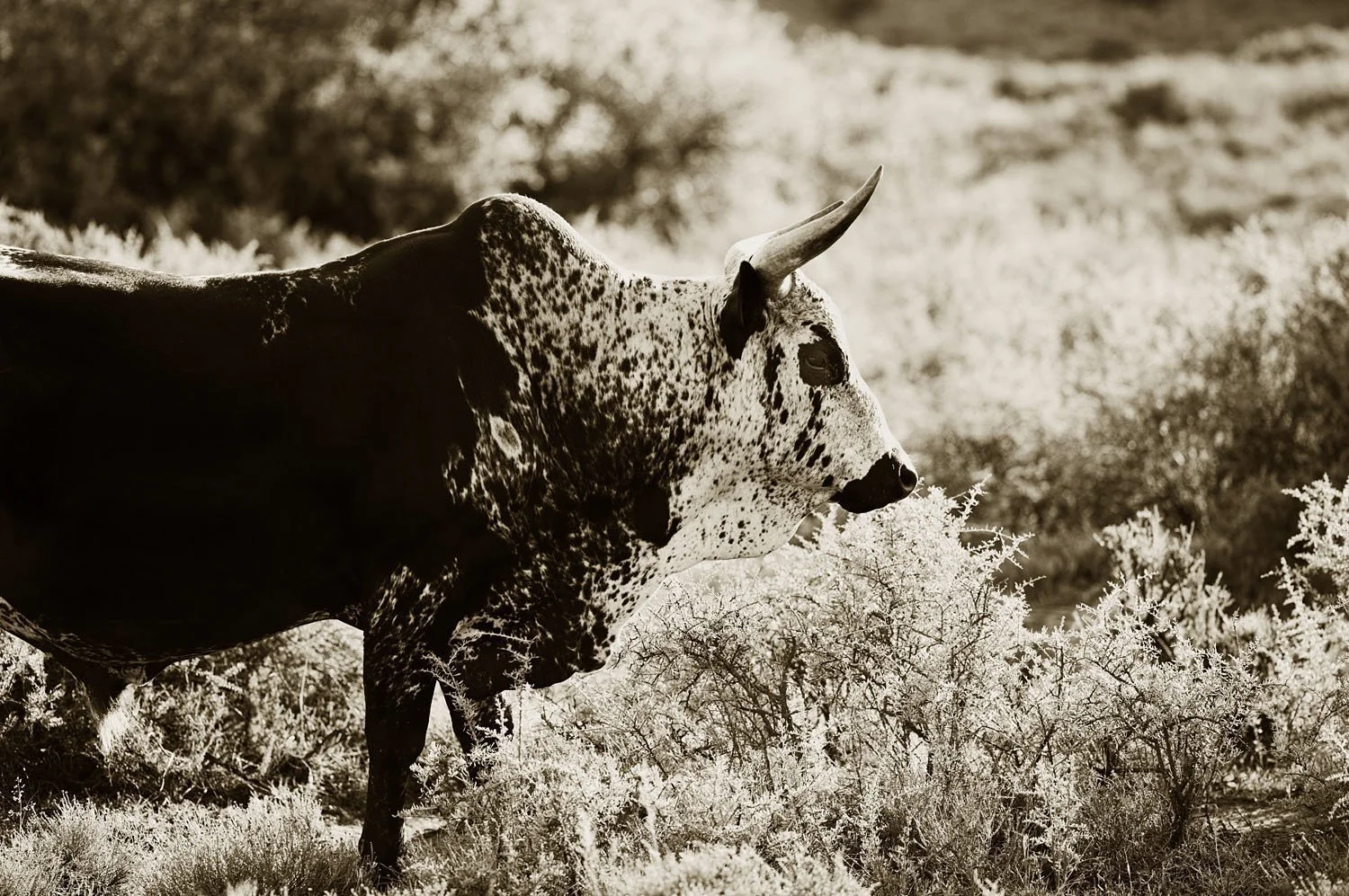 Nguni 4