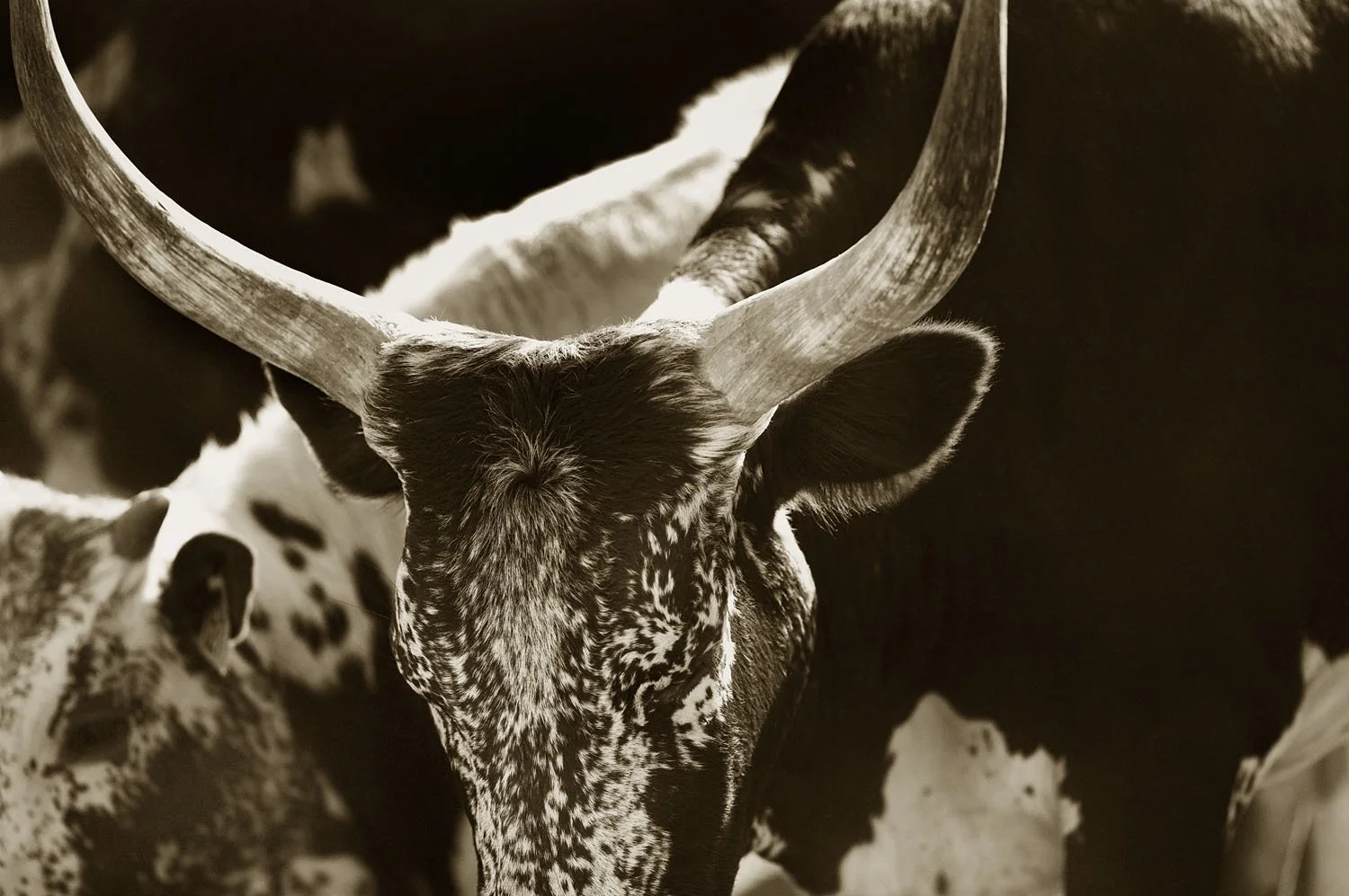 Nguni 1