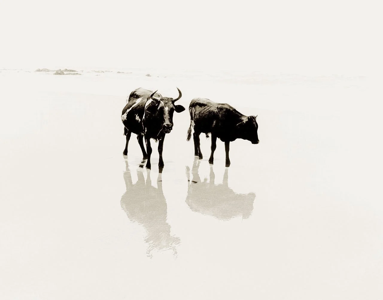 Two Cows