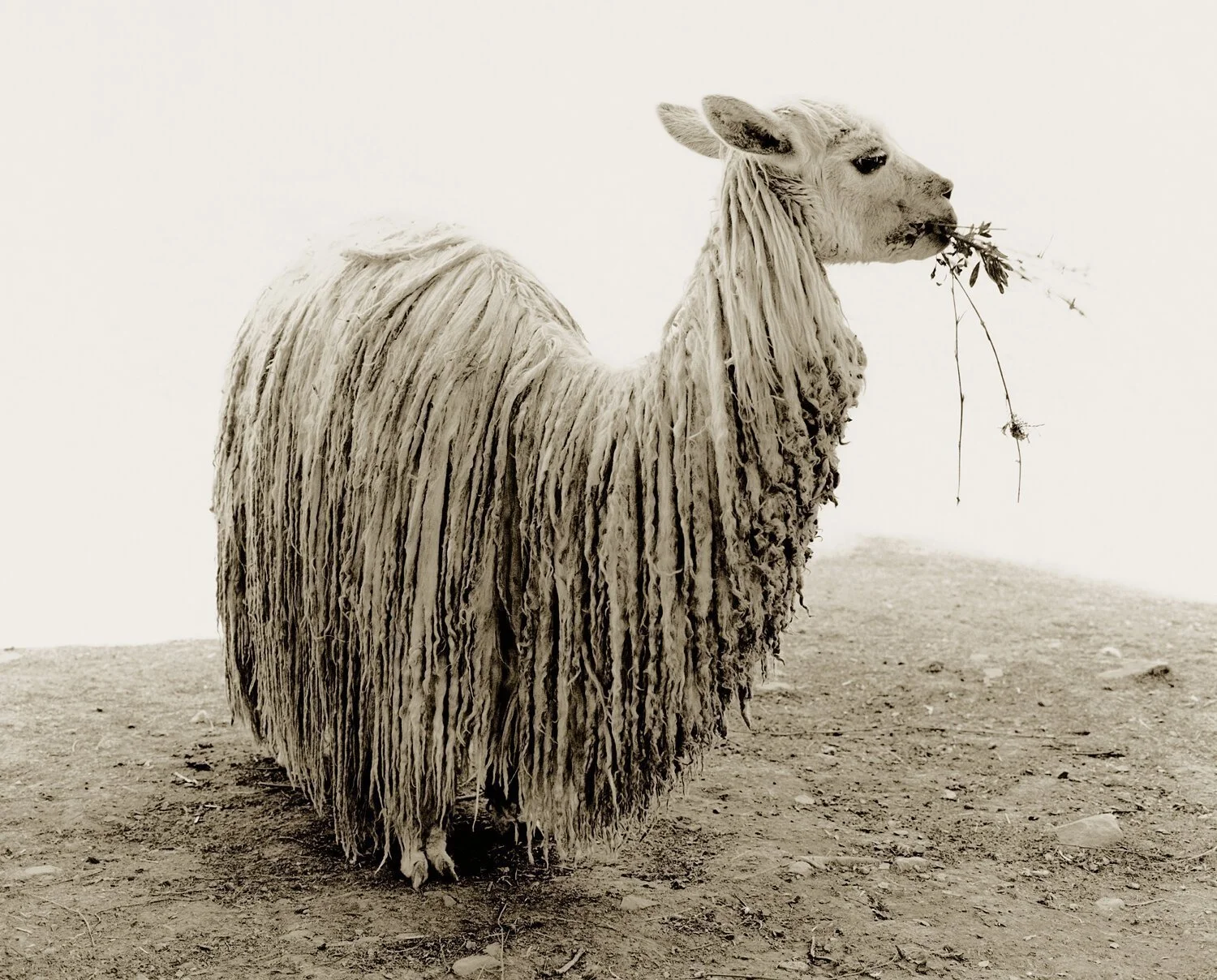 Sheep(ish)