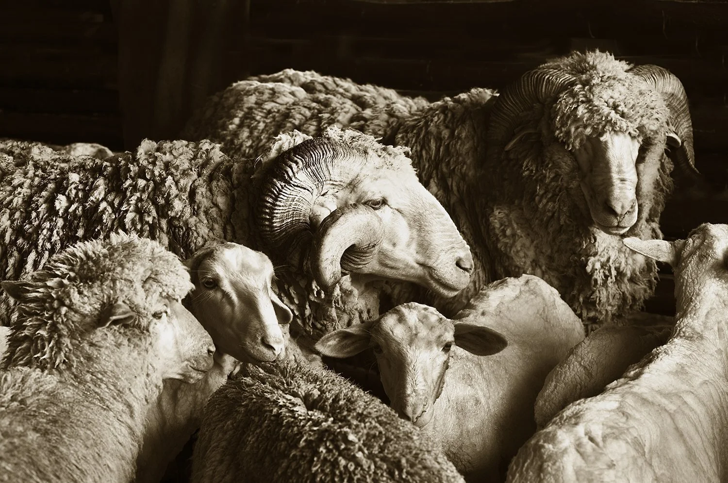 Eight Merino