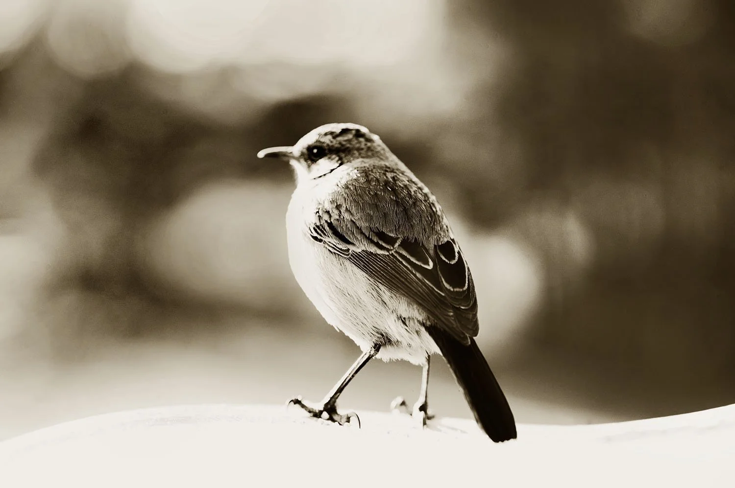 Buff-streaked Chat