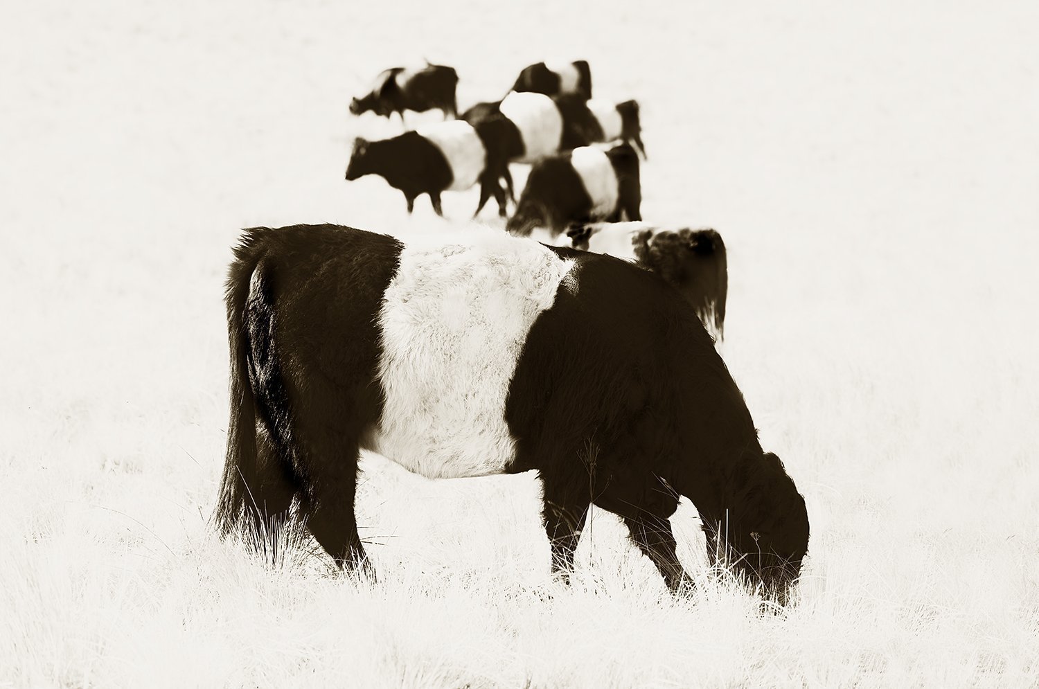 Nine Belted Galloway