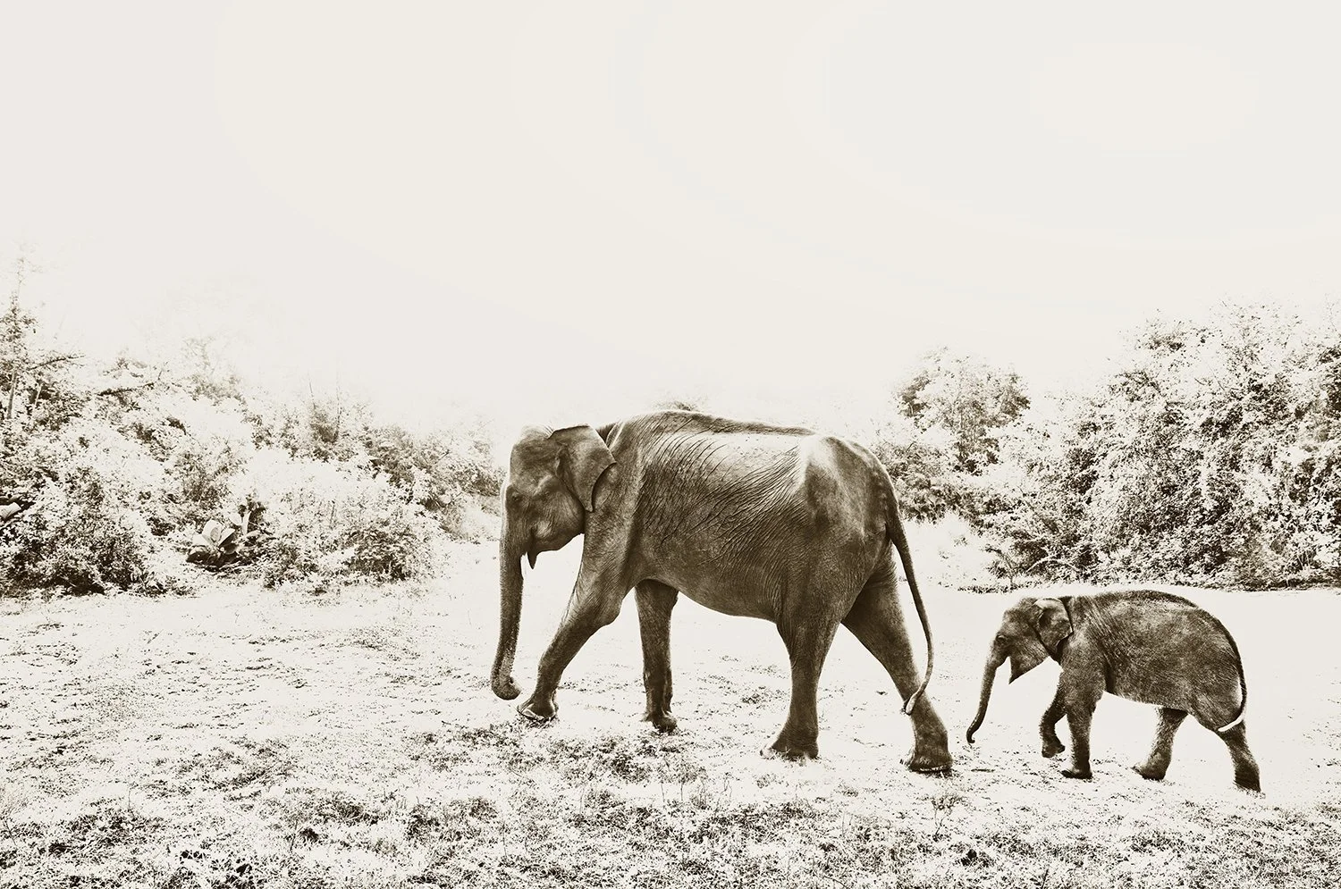 Follow The Leader