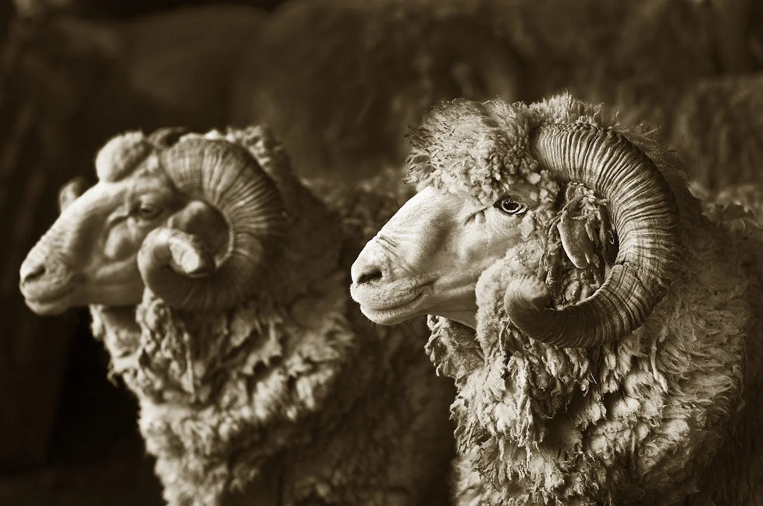 Two Merino