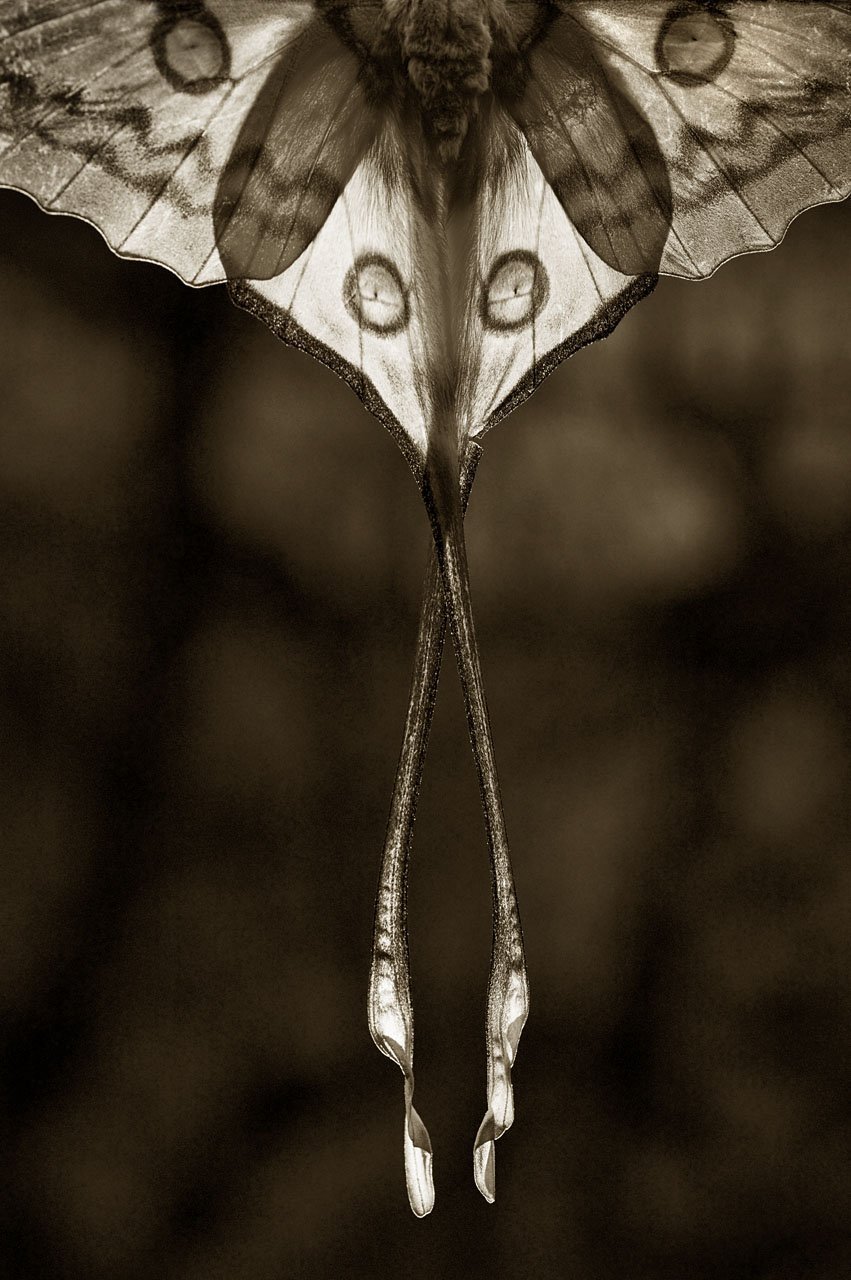 Comet Moth