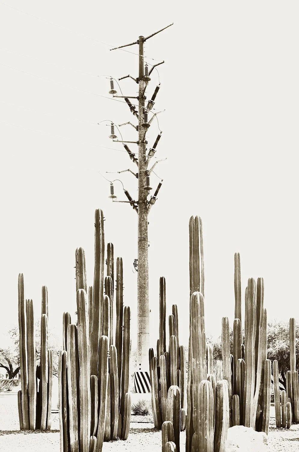 Santa Cecilia