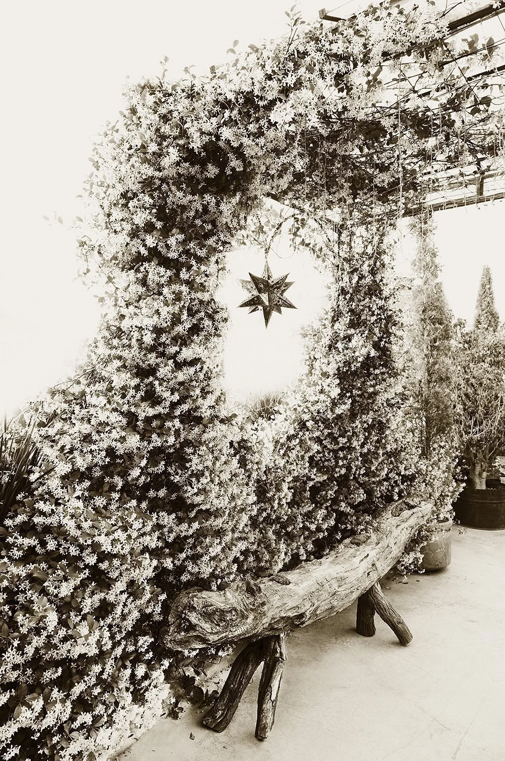 Star Jasmine