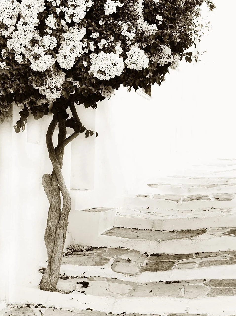 Bougainvillea