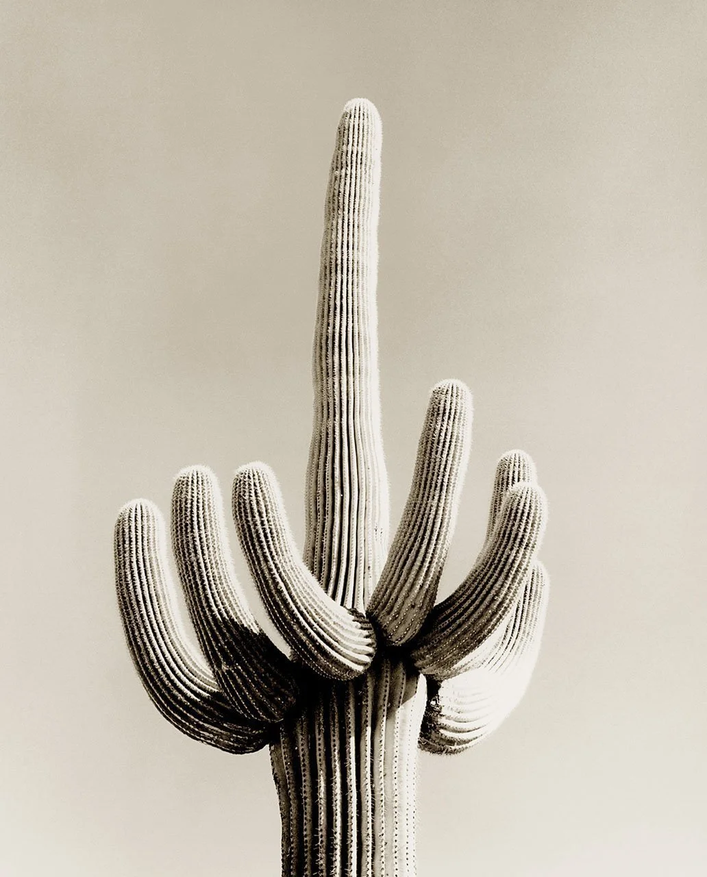 Cactus C