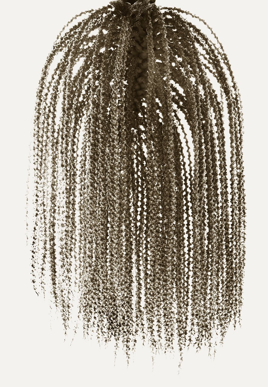 Fish Tail Tree