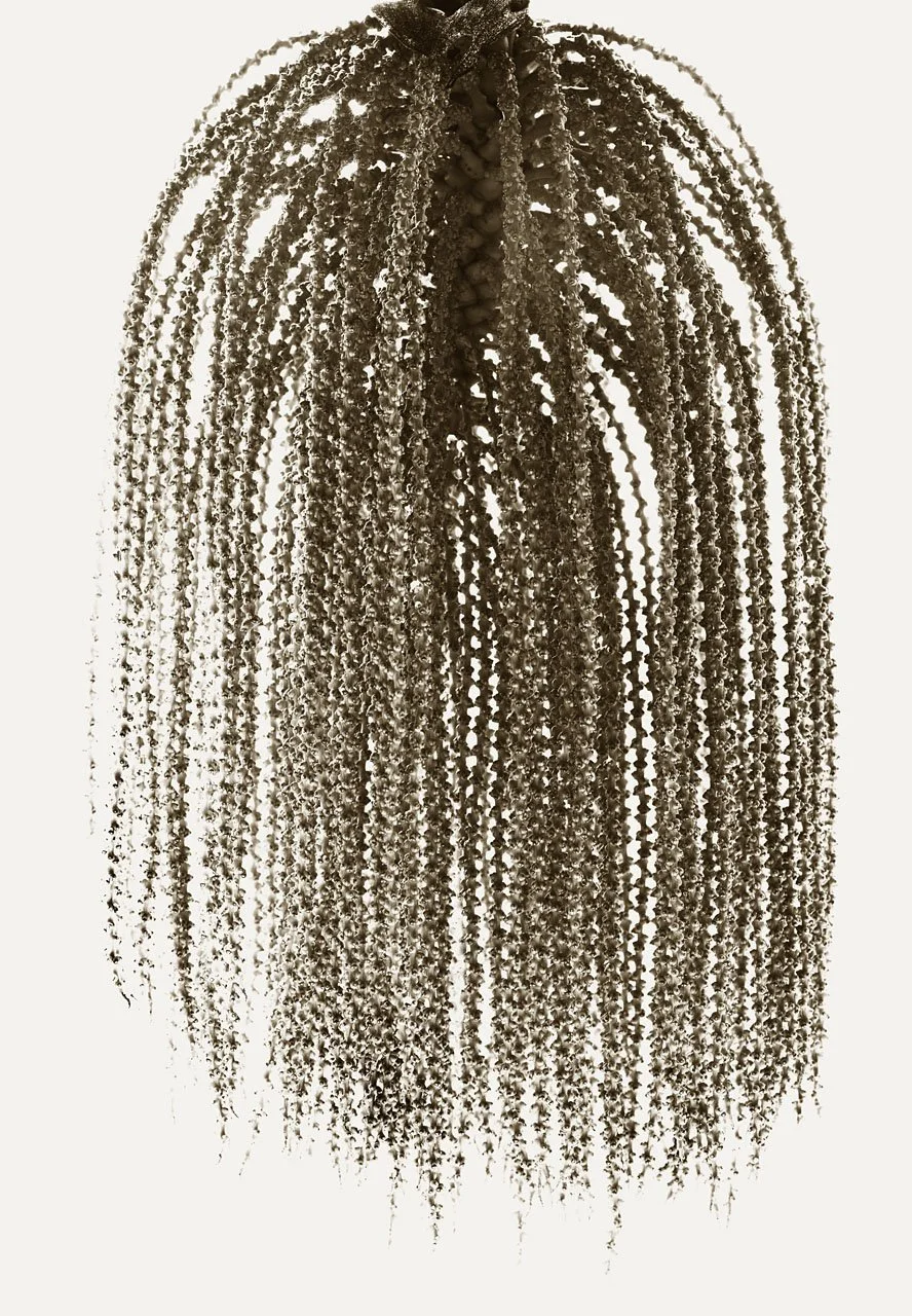 Fish Tail Tree
