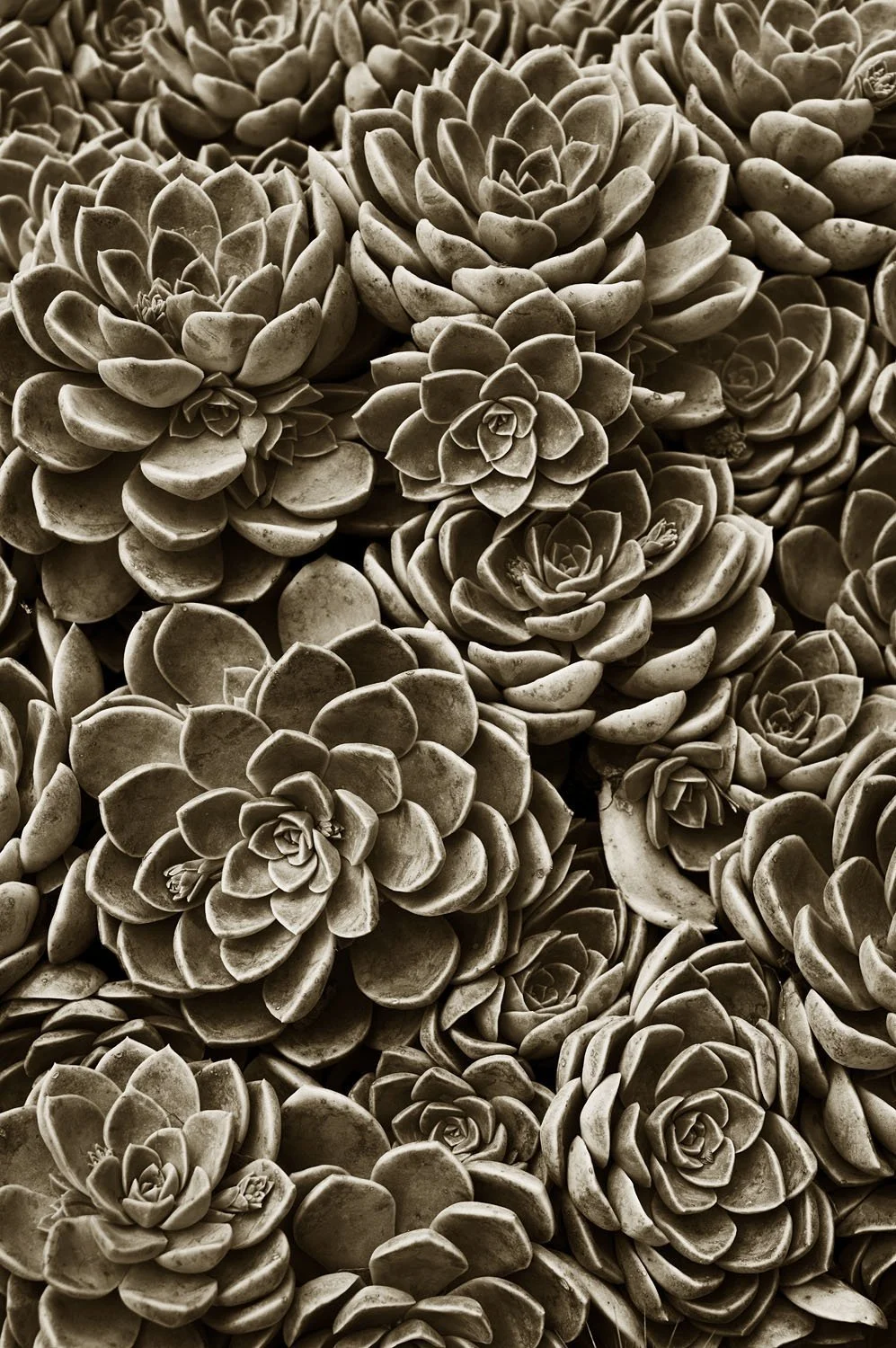 Succulents