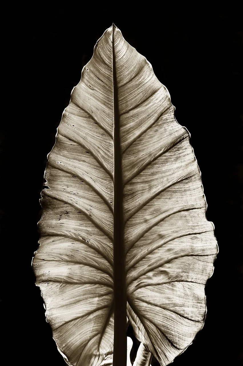 Elephant Ear