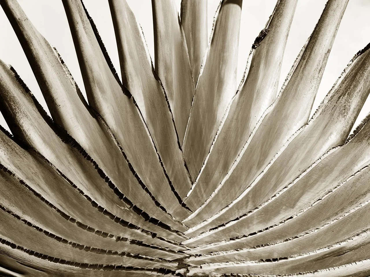 Traveller Palm 1