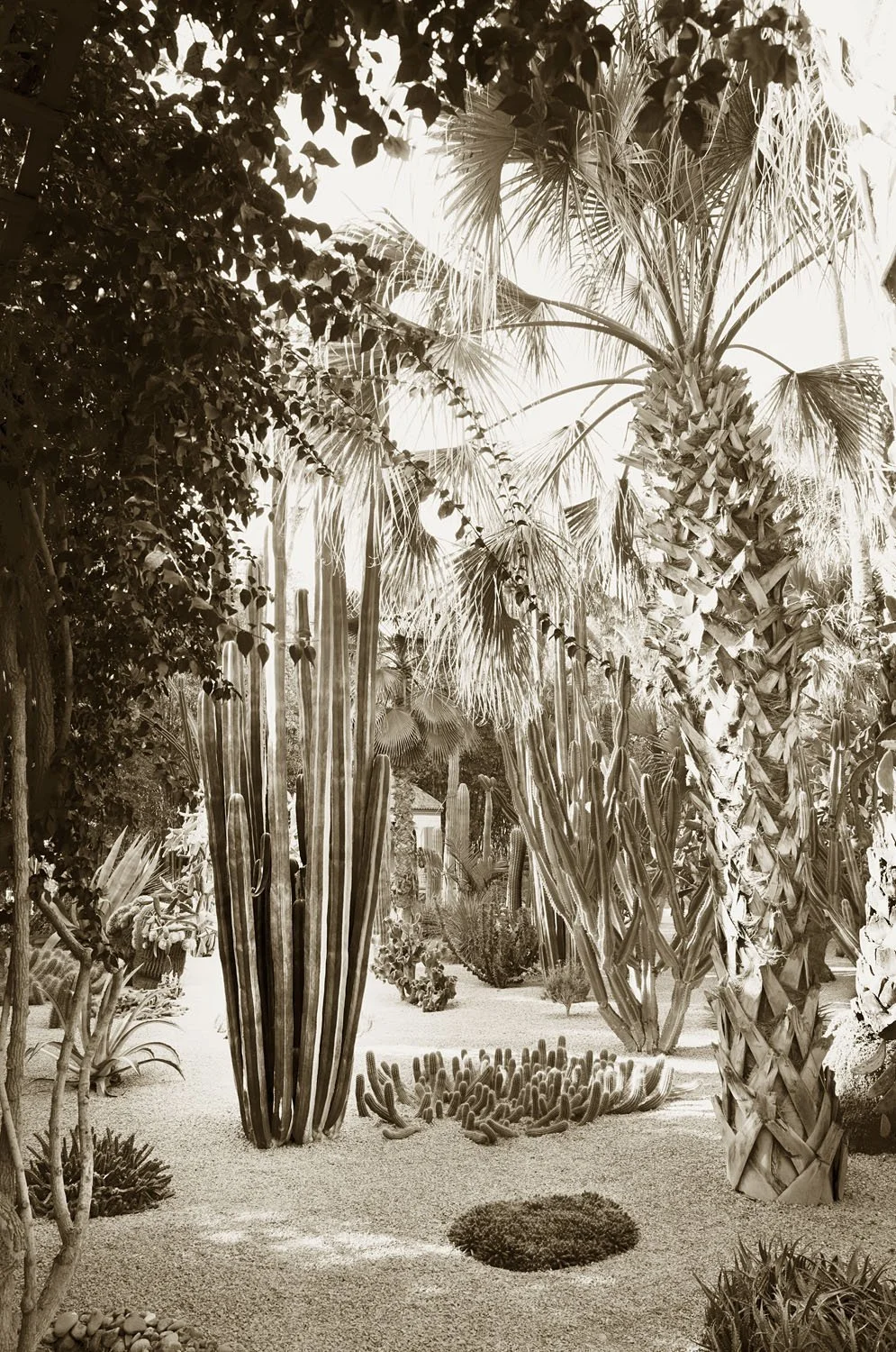 Jardin succulent