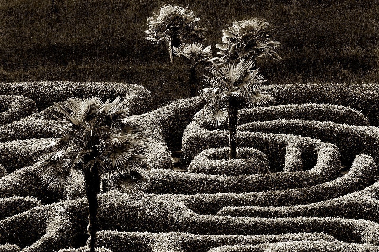Palms