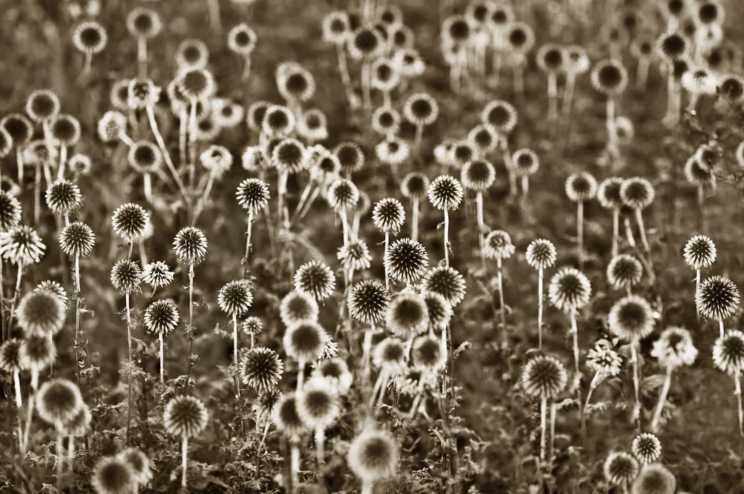 Echinops