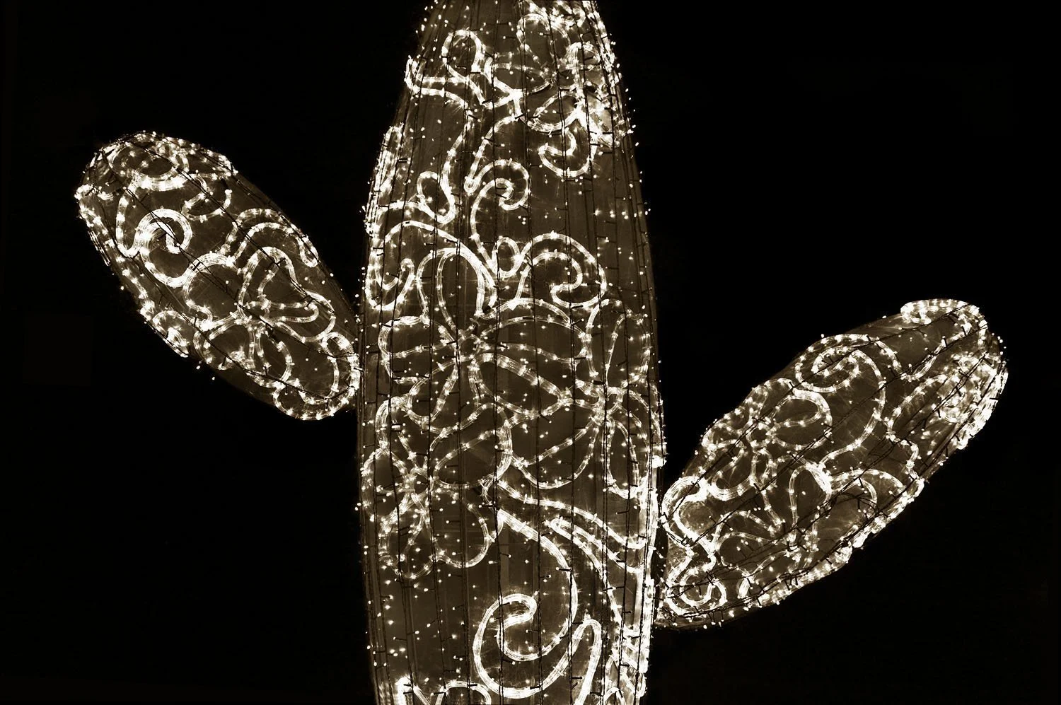 Cactus