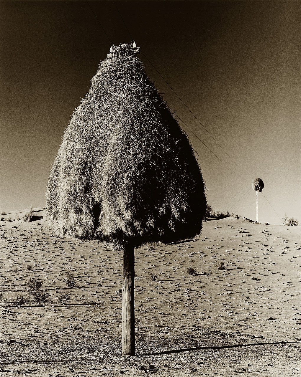 Social Weaver Nest 1