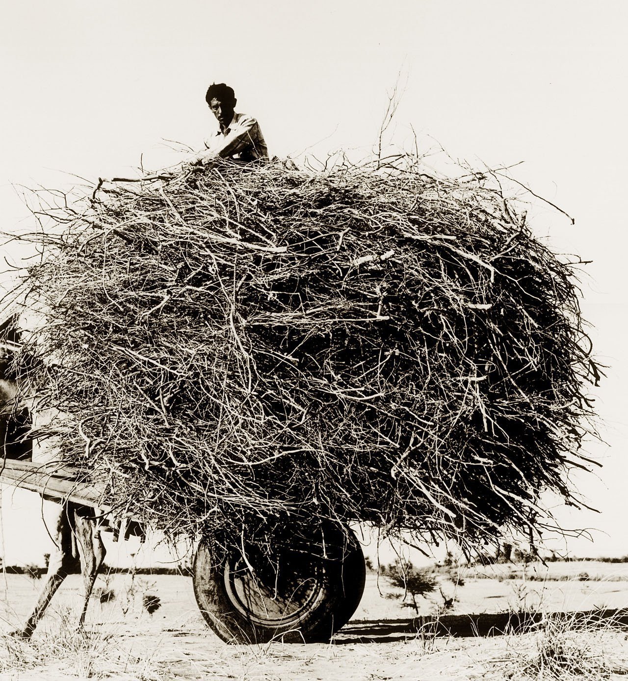 Nest