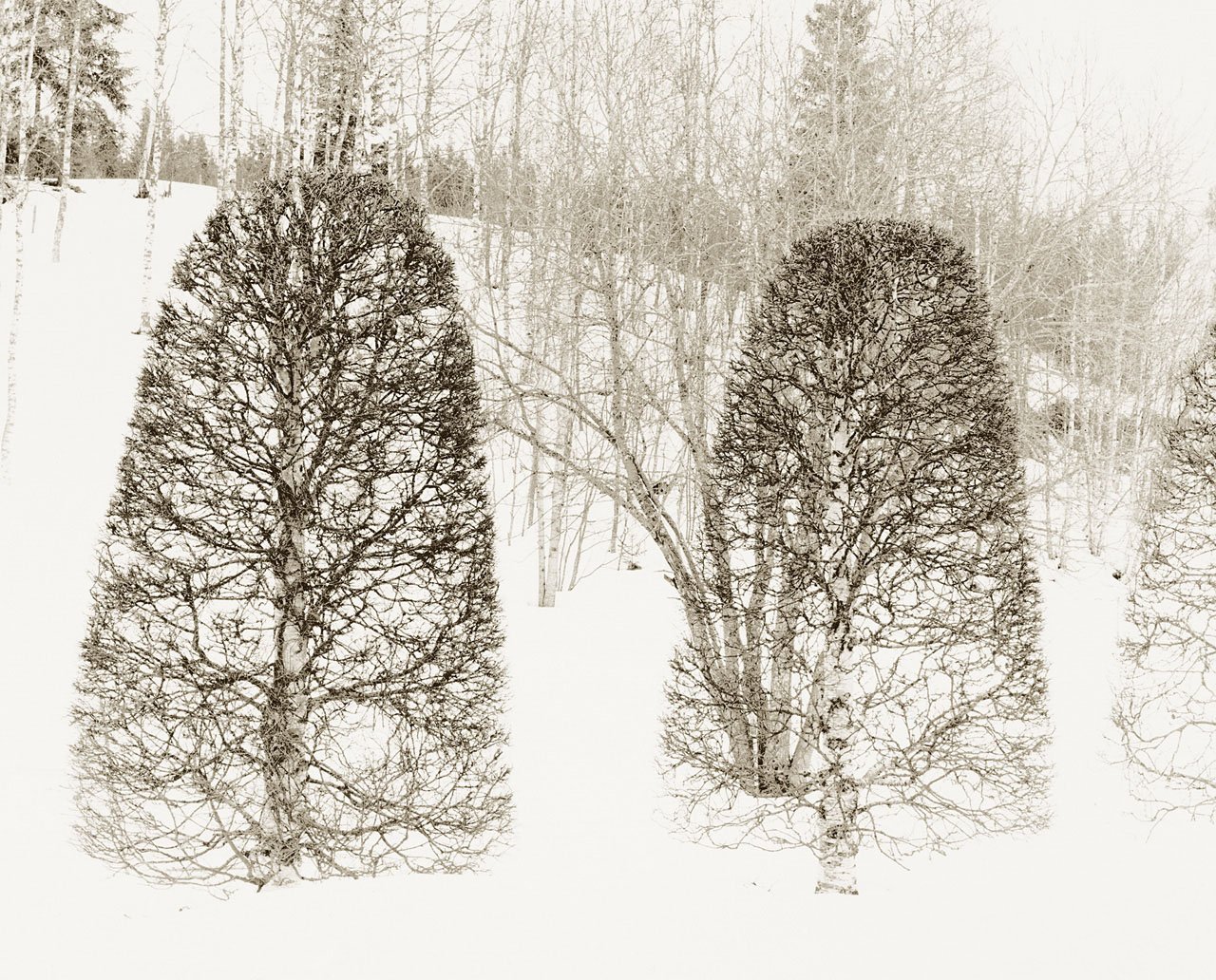 Birch