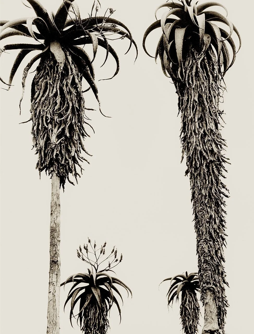 Masvingo Aloes