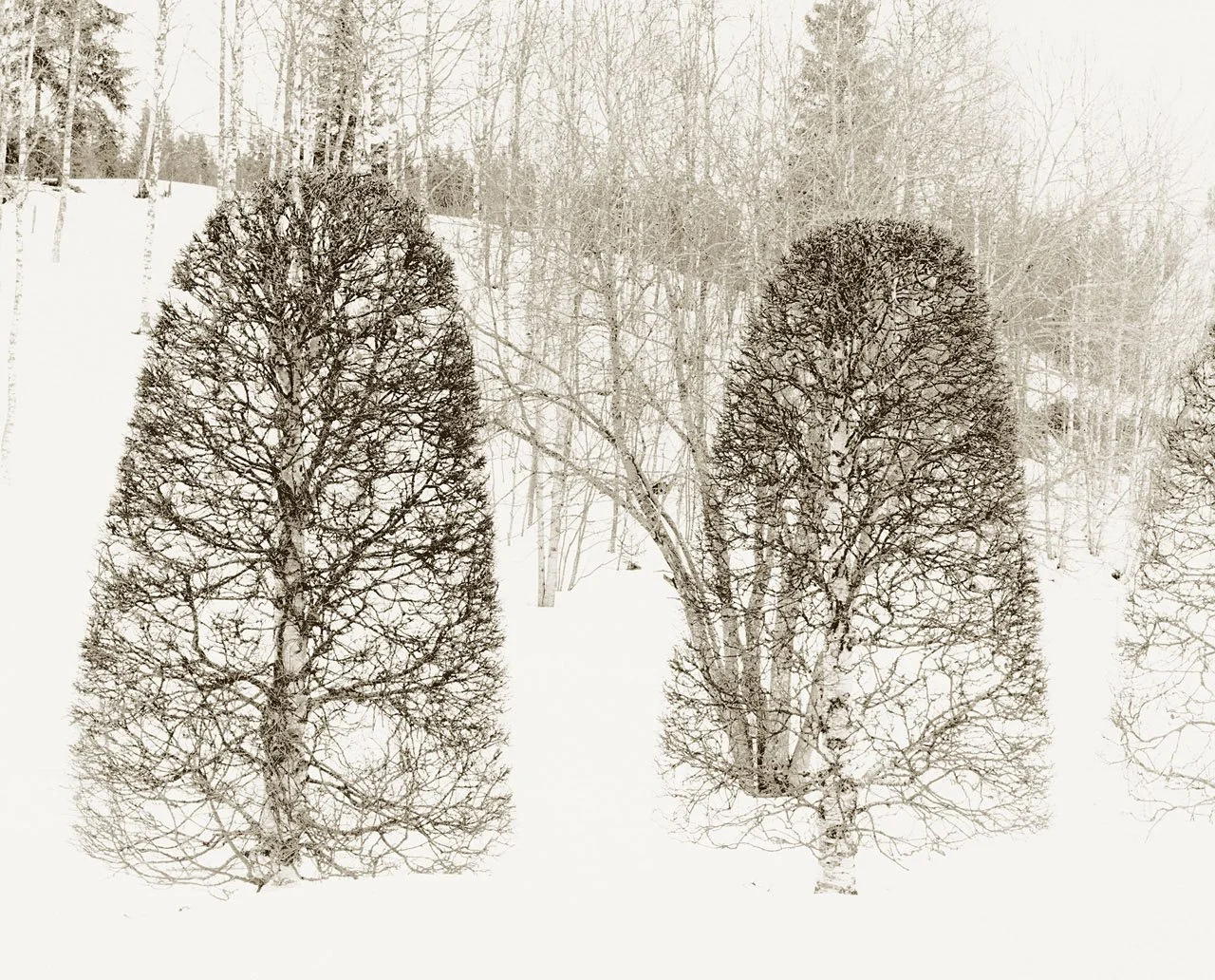 Birch