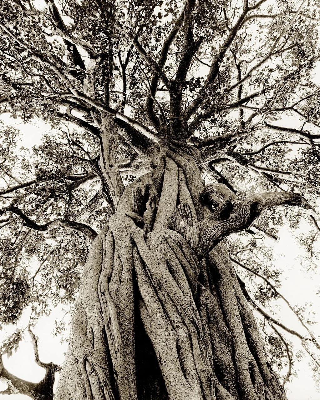 Strangler Trunk