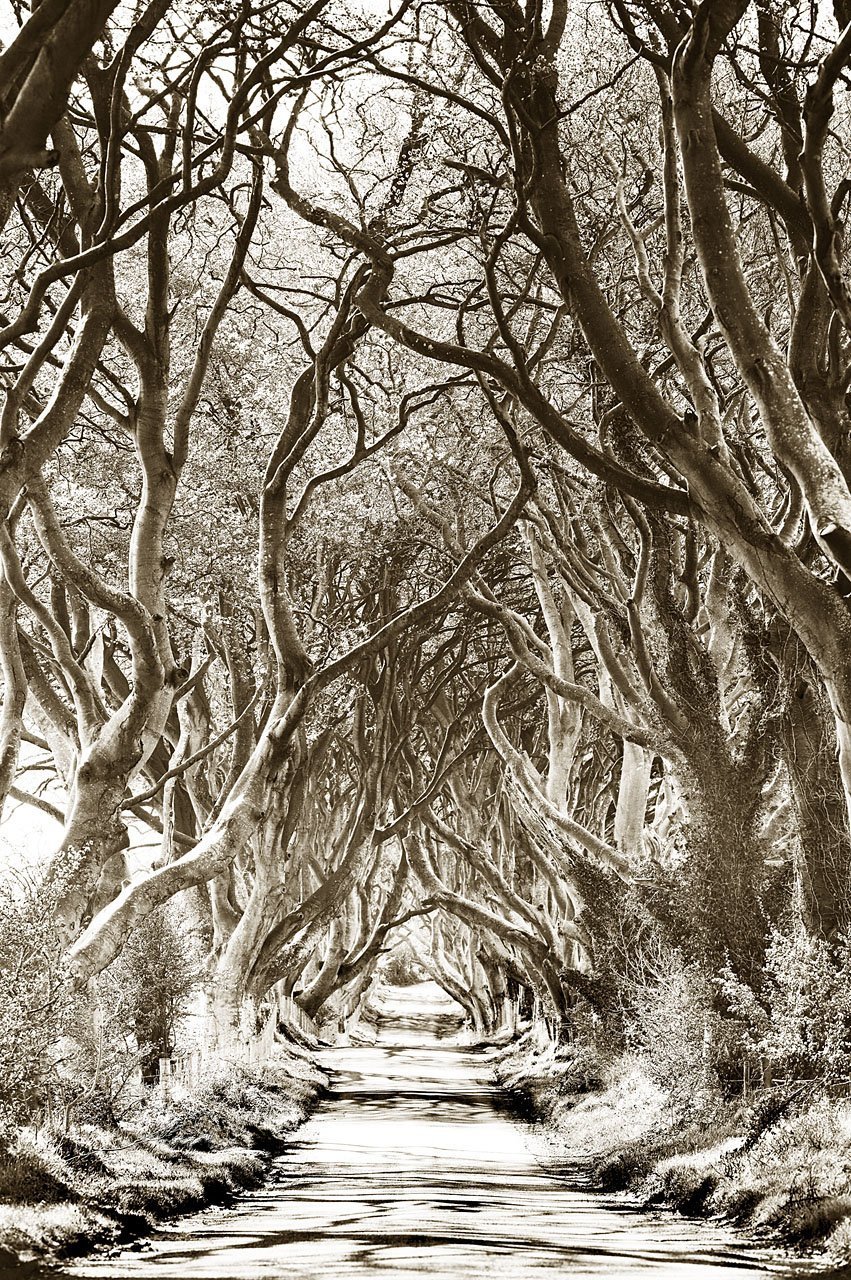 Dark Hedges