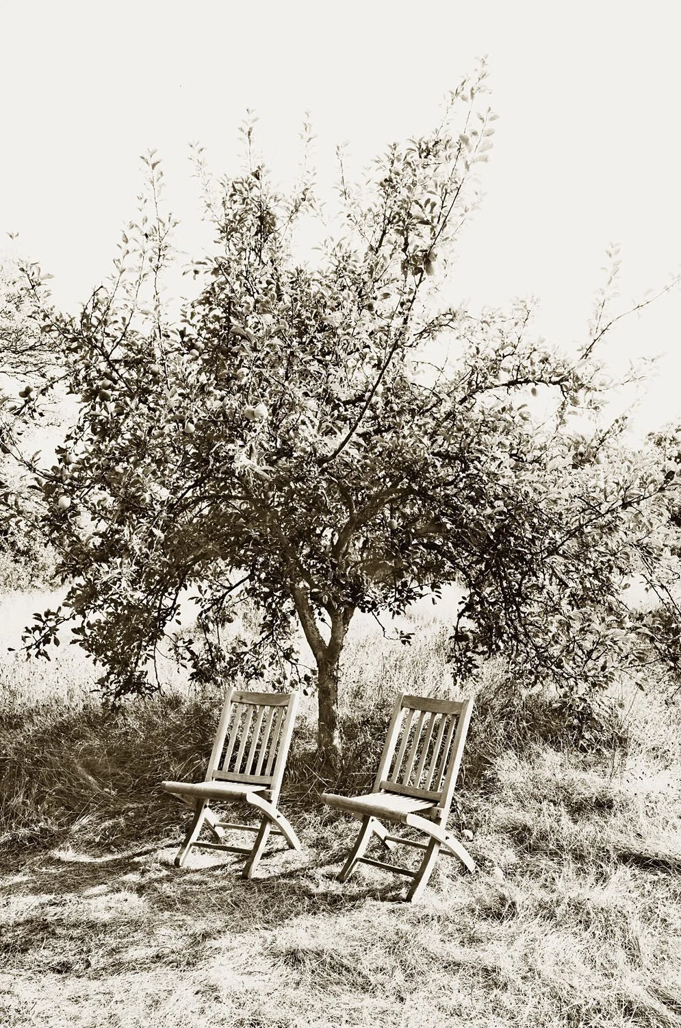 Orchard