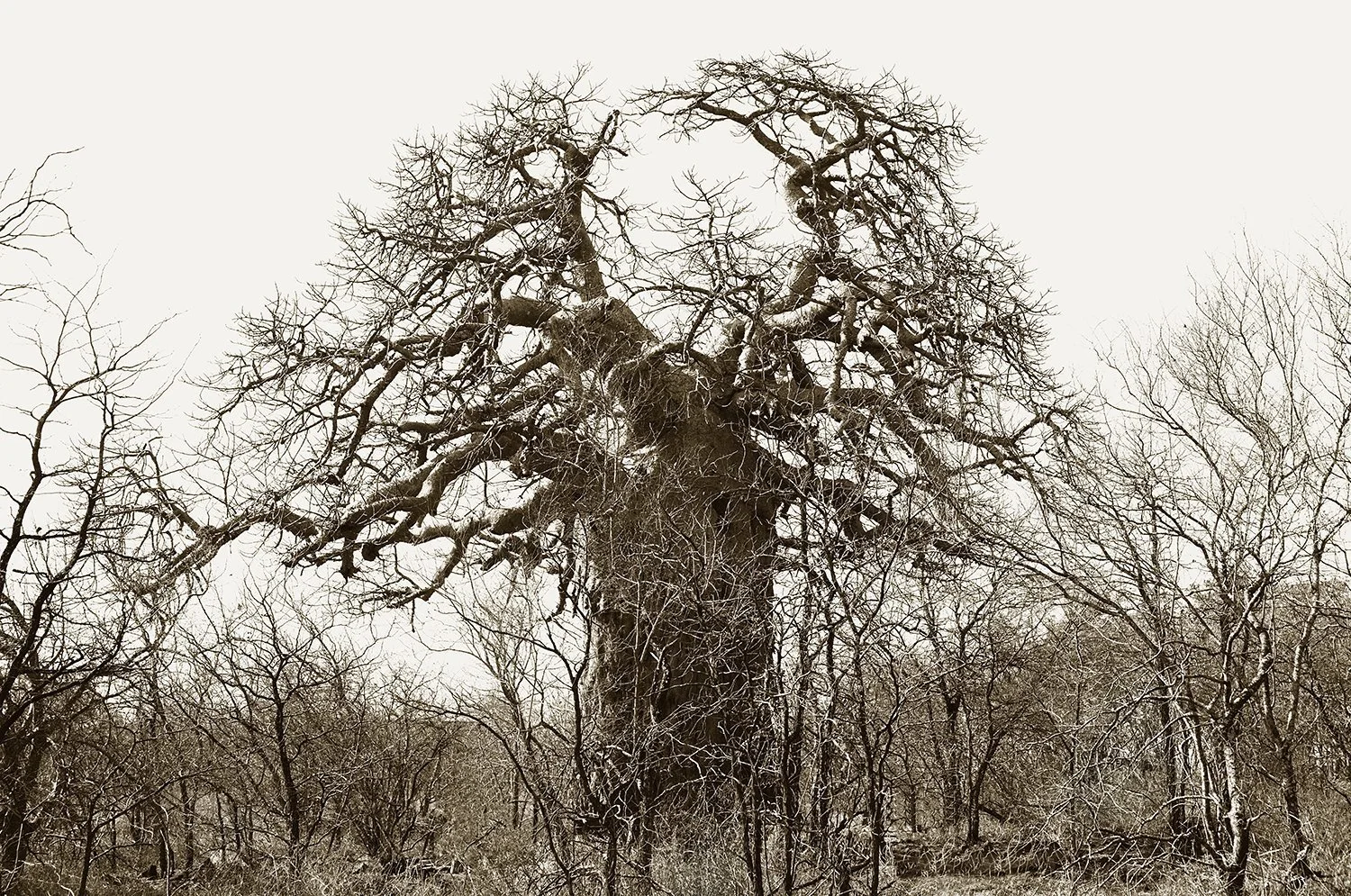 Mopani Baobab
