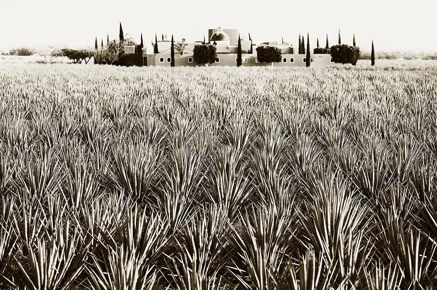 Agave field