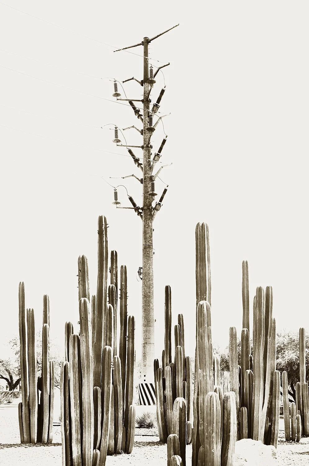 Santa Cecilia