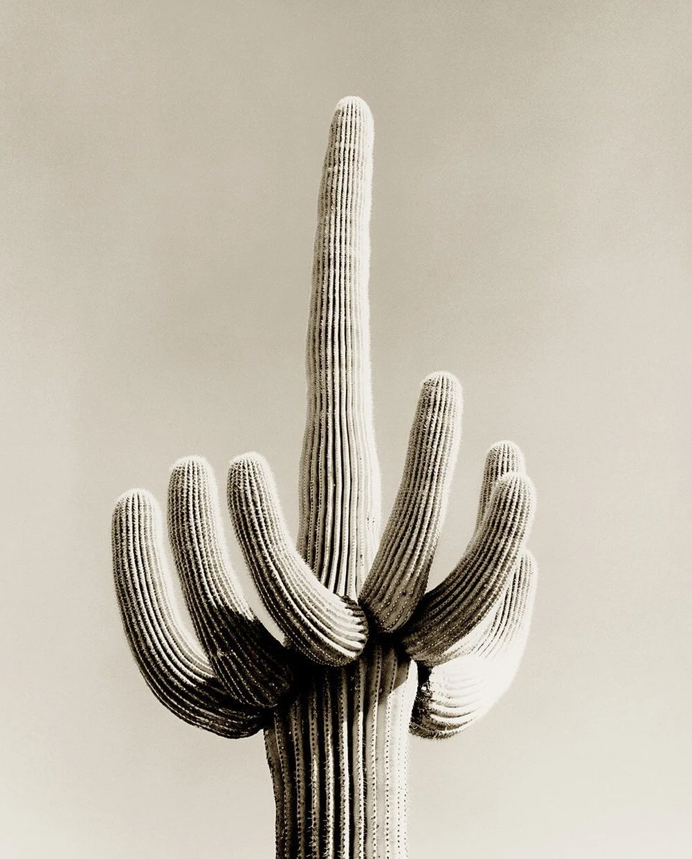 Cactus C