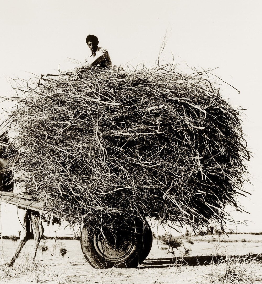 Nest