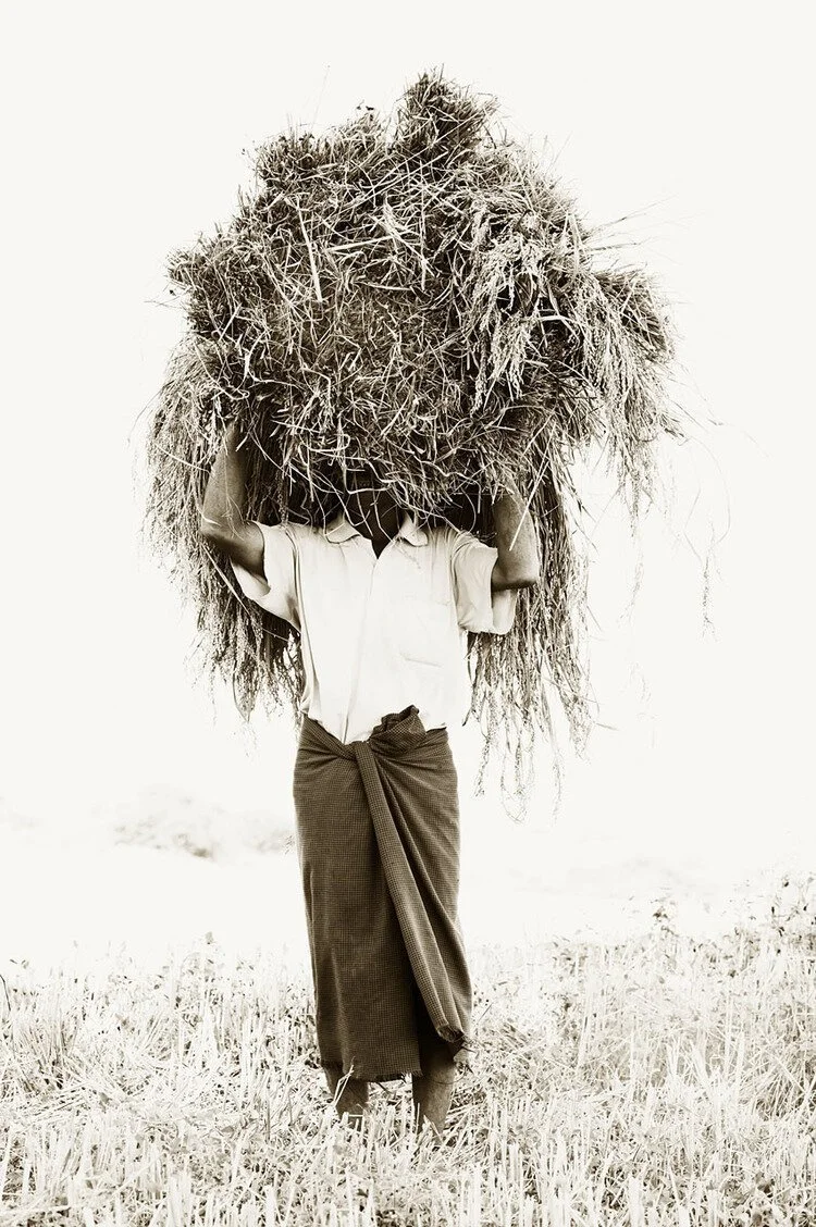 Rice Farmer