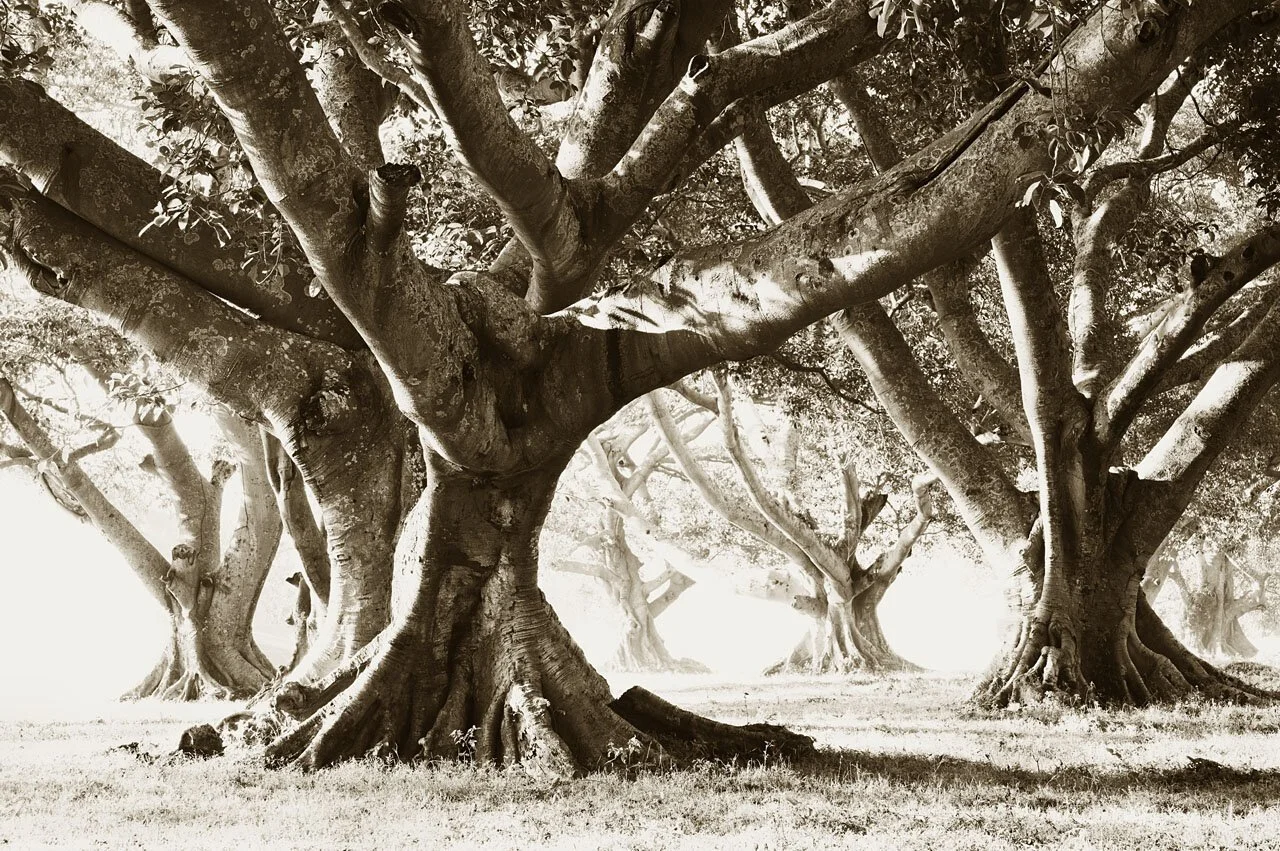 Banyan Trees