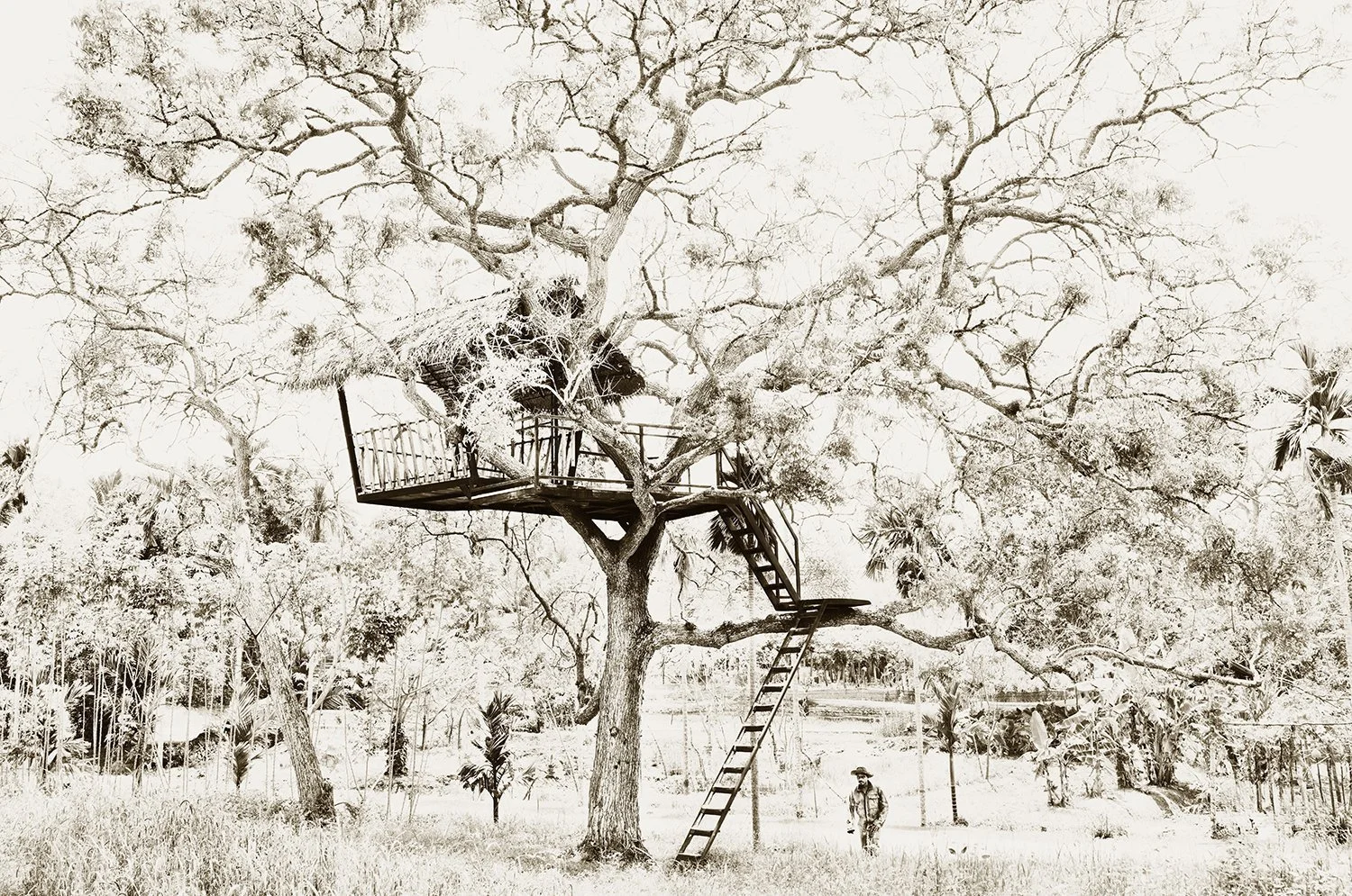 Tree House