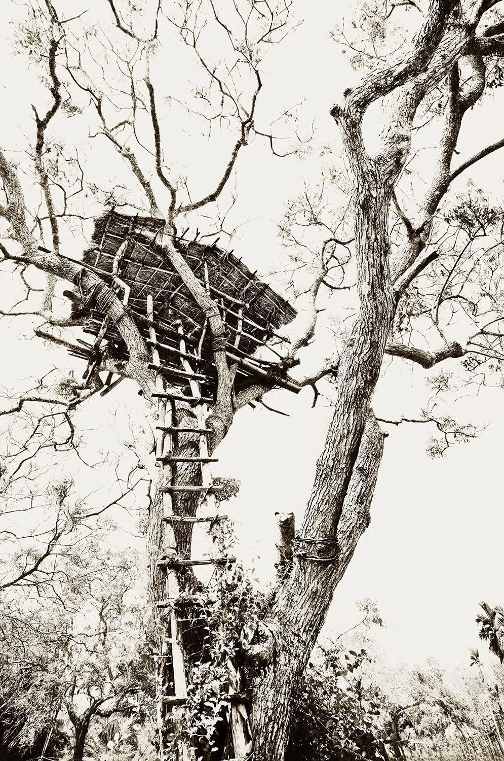 Stairway to Treehouse