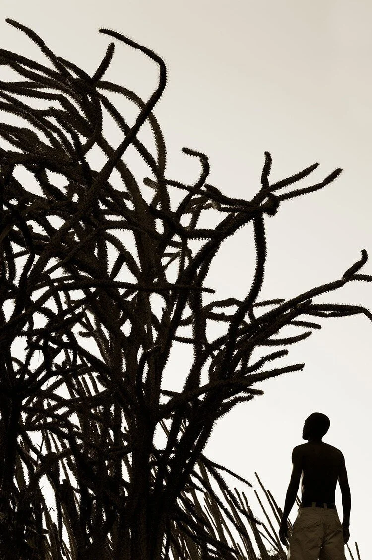 Spiny Forest
