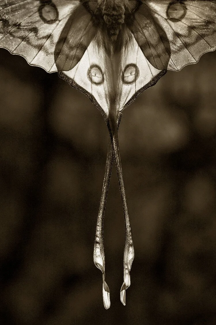 Comet Moth