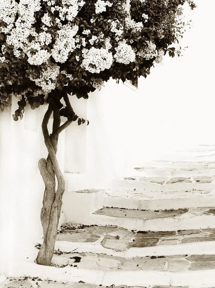 Bougainvillea