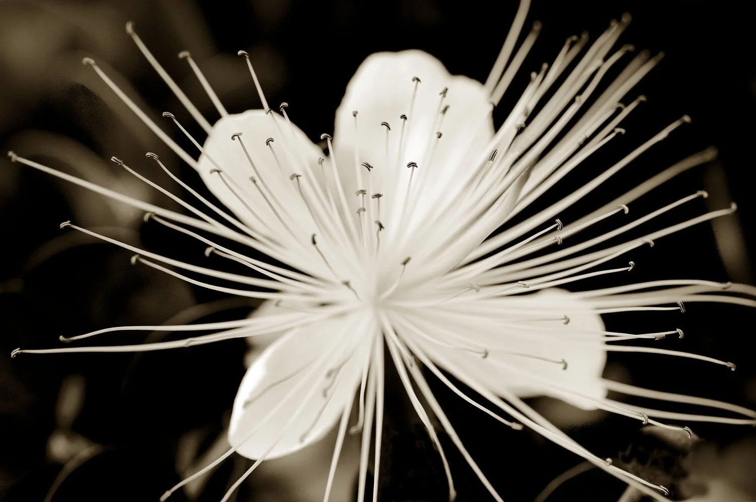 Caperberry Flower