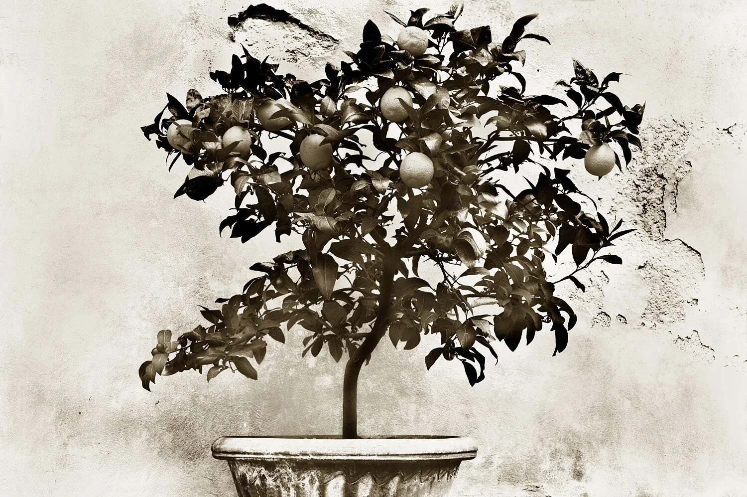 Albero di limoni