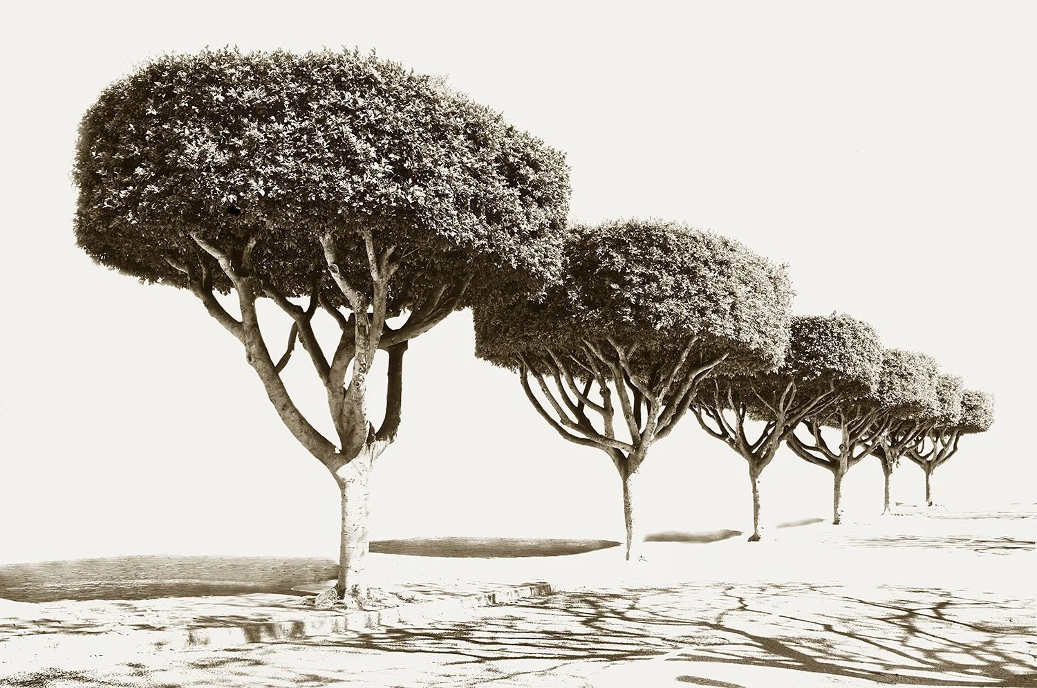 Tree Tops